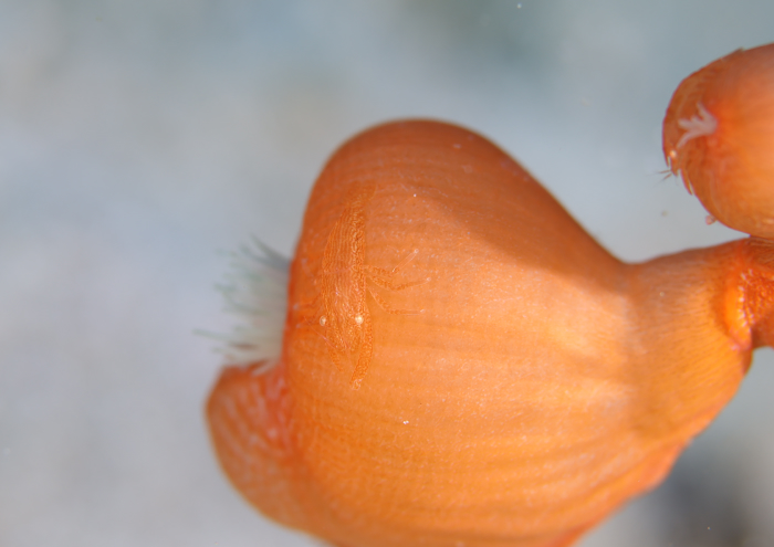 アヤトリカクレエビ