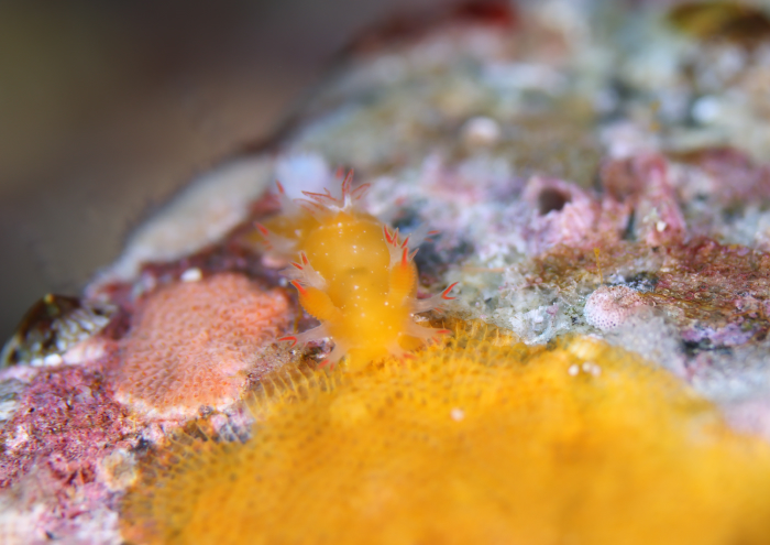 ヒメエダウミウシ