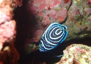 タテジマキンチャクダイyg