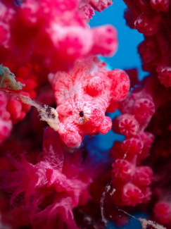 ピグミーシーホース