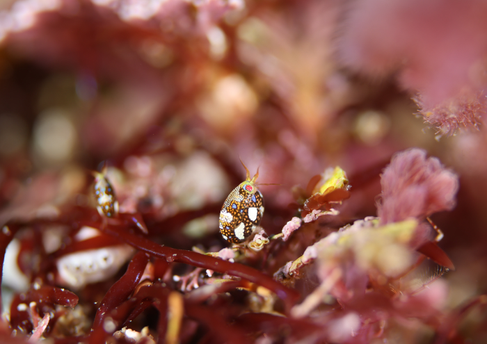 マキエホテイヨコエビ