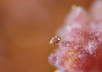 マキエホテイヨコエビ