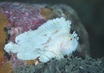 ハダカハオコゼ