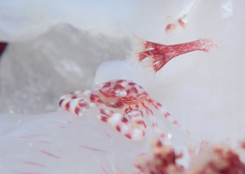 ナカソネカニダマシ