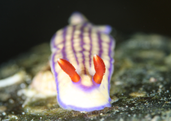 クチナシイロウミウシ