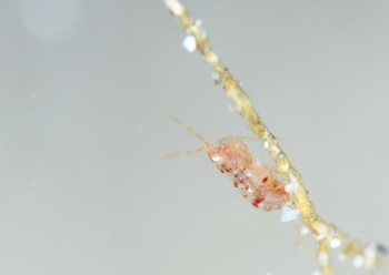 ボウノボリヨコエビ