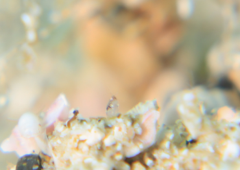 ホソズメホテイヨコエビ