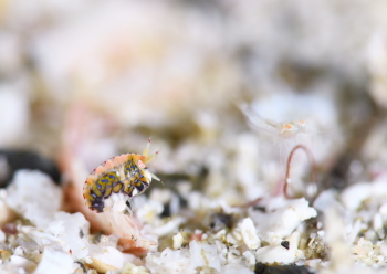 スベヨコエビSP