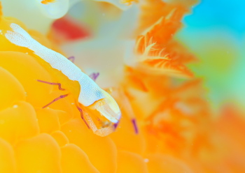 ウミウシカクレエビ