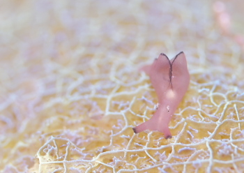 クロヘリアメフラシ