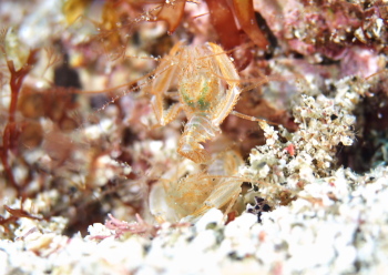 サンゴヒメエビ