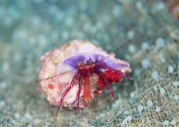 スミレヒメホンヤドカリ