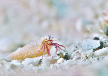 スミレヒメホンヤドカリ