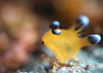 ウデフリツノザヤウミウシ