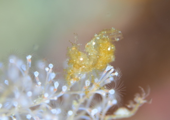 フィコカリスシムランス