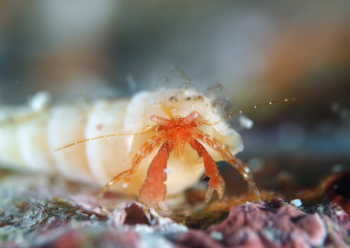 トサカコテホンヤドカリ