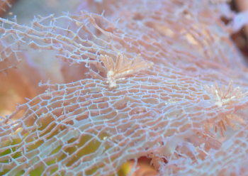 ベルグウミウシ