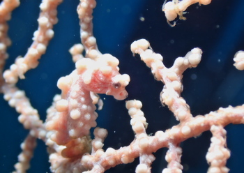 ピグミーシーホース