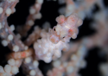 ピグミーシーホース