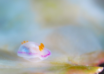 ダニエライロウミウシ