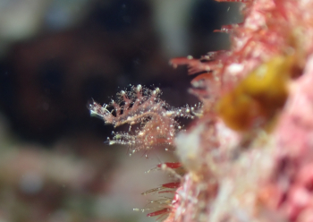 フィコカリス・シムランス