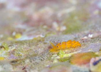 ニンジンシリシリミノウミウシ