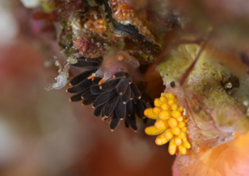 イボヤギミノウミウシ