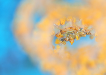 イボイソバナガニ