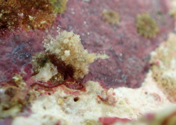 マメツブウミコチョウ