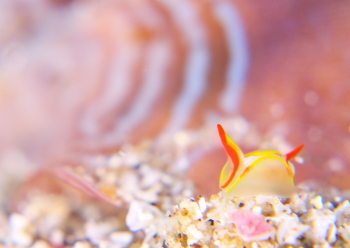 シラタマウミコチョウ