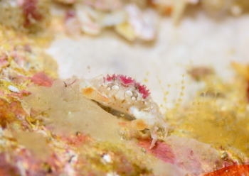 コンペイトウコブシガニ