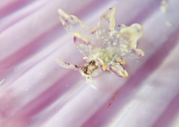 センテンウロコウミウシ