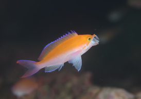 フタイロハナゴイ