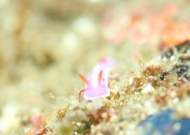 フジイロウミウシ