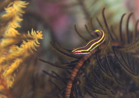 ウミシダウバウオ