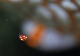 ヒメオオメアミ　