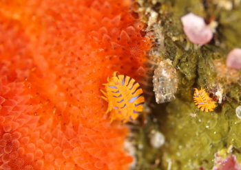 ホムラスベヨコエビ