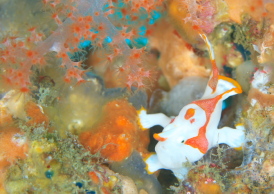 クマドリカエルアンコウ