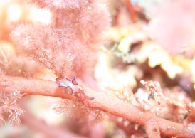 クロヘリアメフラシ