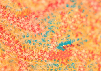 イソバナカクレエビ