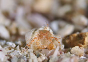 ツノメヒメヤドカリ