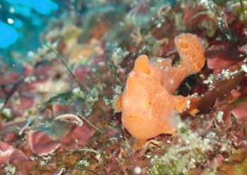 オオモンカエルアンコウ