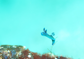 ミドリリュウグウウミウシ