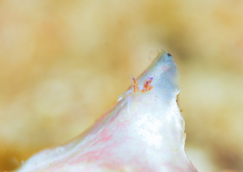 ミノウミウシの一種