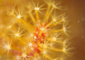 ハッポウサンゴの仲間