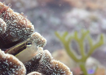 ヒトスジギンポ