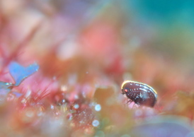 カッチュウヨコエビ