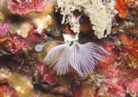 フウセンカンザシゴカイ