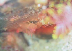 イレズミハゼsp