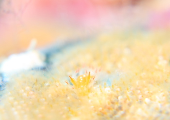 ヒメエダウミウシ